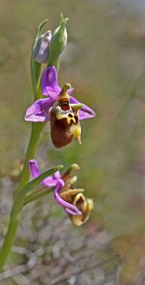 Ophrys episcopalis.jpg