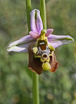 Ophrys episcopalis 4.jpg