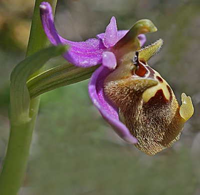 Ophrys episcopalis 2.jpg