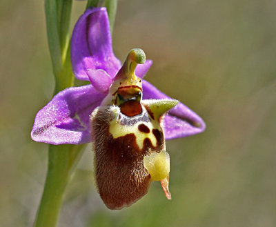 Ophrys episcopalis 3.jpg