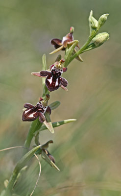 Ophrys cretica.jpg