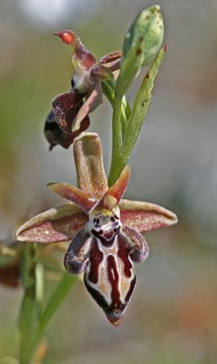 Ophrys cretica ssp cretica 5.jpg