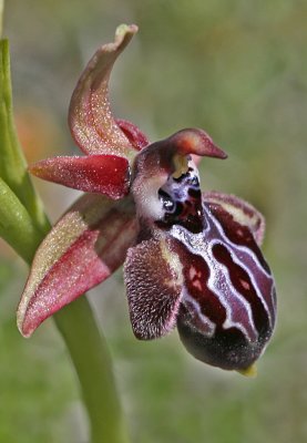 Ophrys cretica ssp cretica 6.jpg