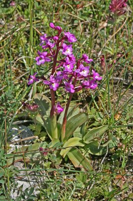 Orchis quadripunctata.jpg