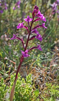 Orchis quadripunctata 3.jpg