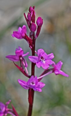 Orchis quadripunctata 2.jpg
