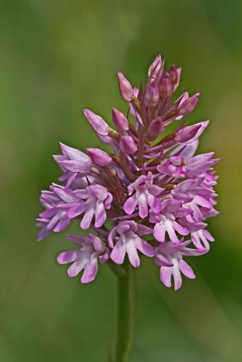 Anacamptis  pyramidalis 3.jpg