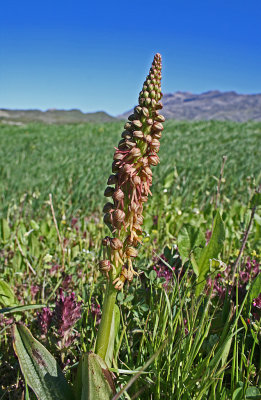 Aceras anthropophorum man orchid.jpg