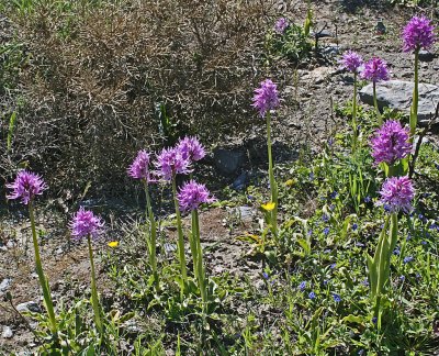 orchids.jpg