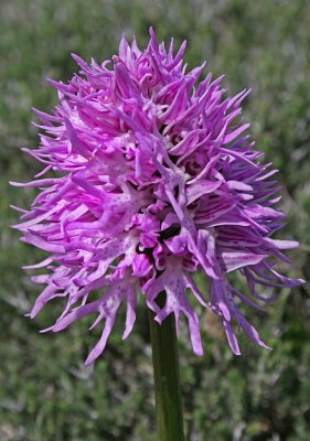 Orchis italica 2.jpg