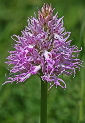 Orchis italica 5.jpg
