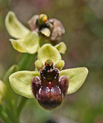Ophrys bombyliflora.jpg