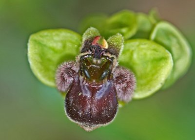 Ophrys bombyliflora 3.jpg