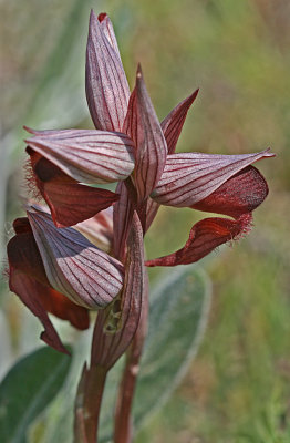 Serapias orientalis ssp.jpg