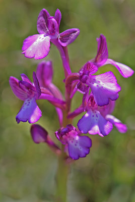 Orchis boryi.jpg