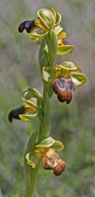 Ophrys fusca.jpg