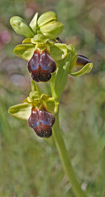 Ophrys fusca .jpg