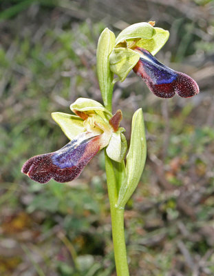 Ophrys iricolor 2.jpg