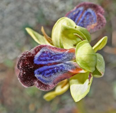 Ophrys iricolor.jpg