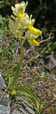 Orchis pauciflora 2.jpg