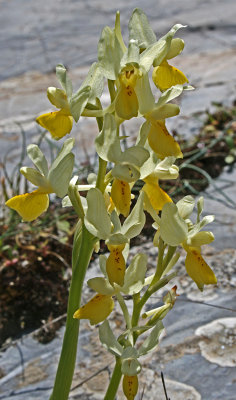 Orchis pauciflora 3.jpg