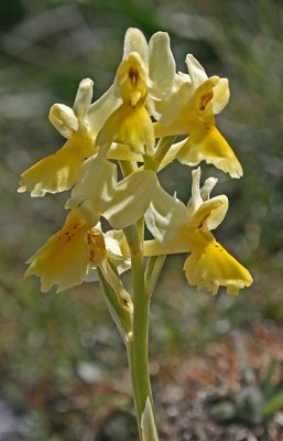 Orchis pauciflora 4.jpg