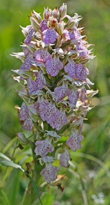 Orchis lactea 2.jpg