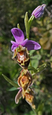 Ophrys heldreichii.jpg