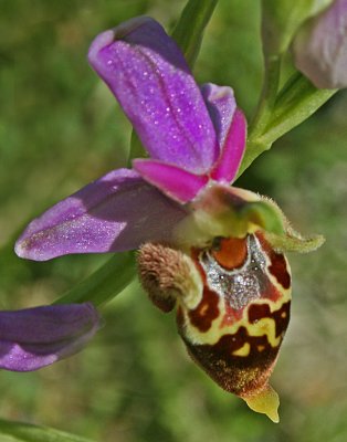 Ophrys heldreichii 3.jpg