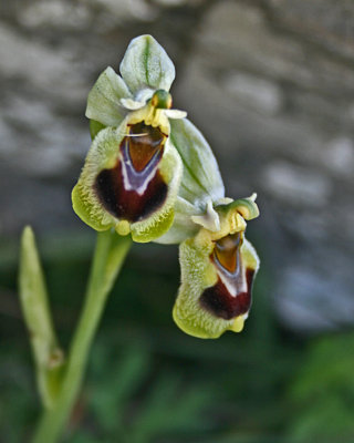 Ophrys tenthrdinifera.jpg