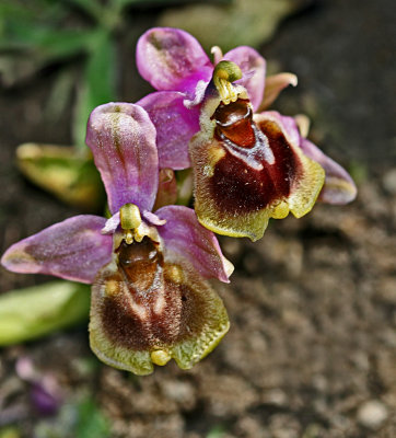 Ophrys tenthredinifera.jpg