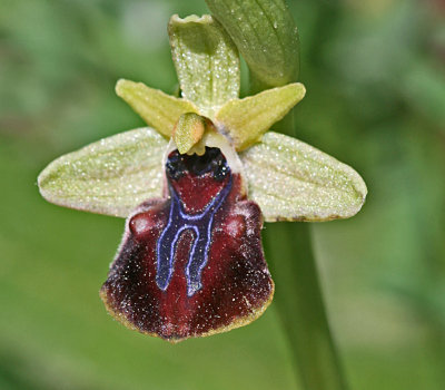 Ophrys sphegodes.jpg