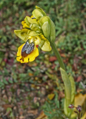 Ophrys phryganae 1.jpg