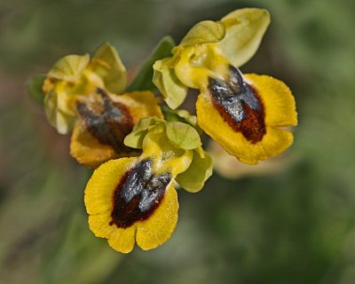 Ophrys phryganae 2.jpg