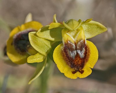 Ophrys phryganae 3.jpg