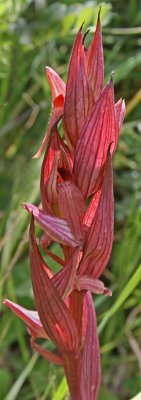 Serapias bergonii 2.jpg