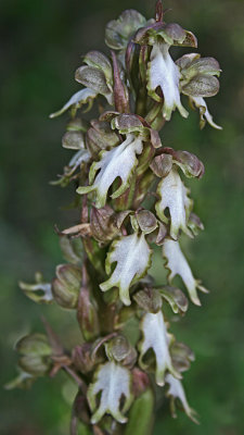 Barlia robertiana giant orchid.jpg
