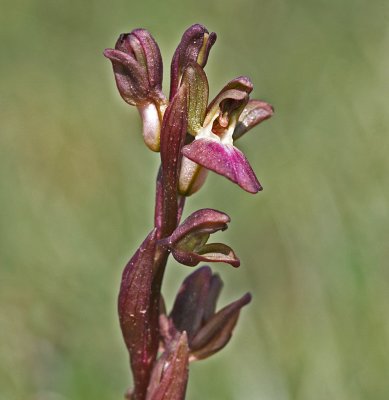 Orchis colllina hill orchid.jpg