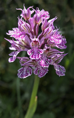 Orchis tridentata.jpg