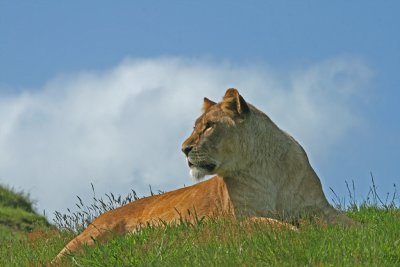 lioness 4.jpg