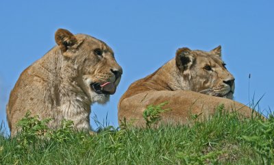 lionesses.jpg
