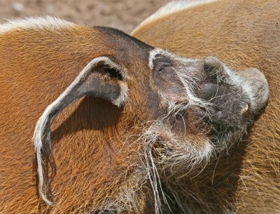 red river hog 2.jpg