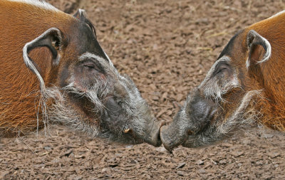 red river hog 3.jpg