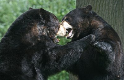 black bear 3.jpg