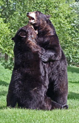 black bear 2.jpg