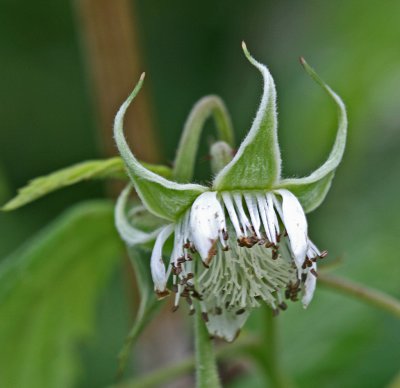 raspberry flower.jpg