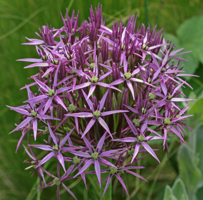 Allium christophii 2.jpg