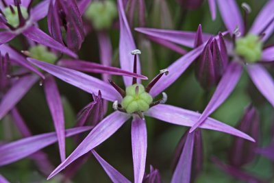 Allium christophii.jpg