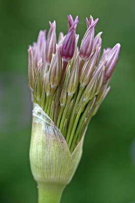 Allium christophii bud.jpg