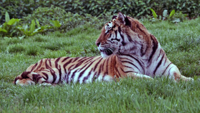 tiger 3.jpg